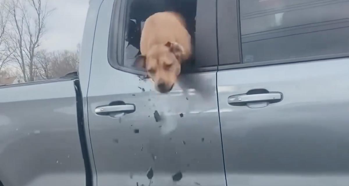 VIDEO - Un peu trop enthousiaste, le chien passe à travers la fenêtre