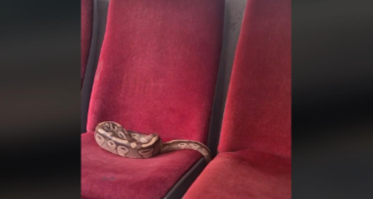 Un passager oublie son serpent à l'arrière du bus, le chauffeur est contraint d'évacuer tout le monde