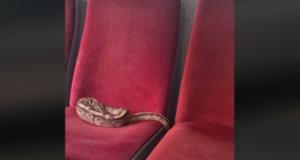 Un passager oublie son serpent à l’arrière du bus, le chauffeur est contraint d’évacuer tout le monde