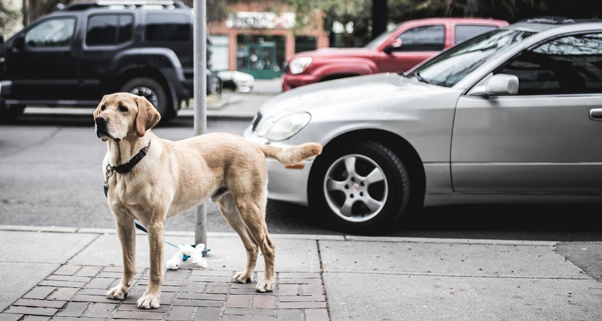 Son maître est victime d'un accident de voiture, le chien parcourt six kilomètres seul pour alerter les secours