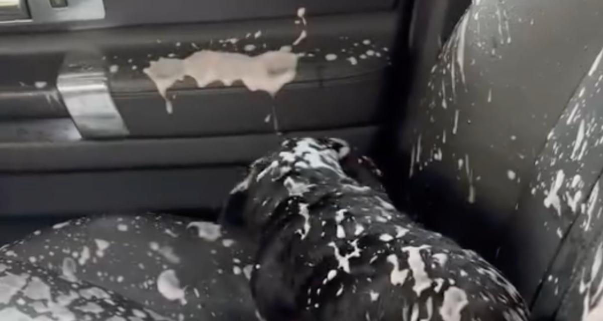 VIDEO - Voilà pourquoi il ne faut jamais laisser un chien dans une voiture pendant un lavage aux rouleaux...