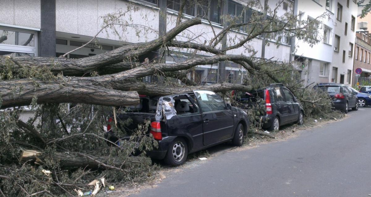 https://img5.autodeclics.com/6/2024/10/photo_article/133619/60199/1200-L-un-arbre-tombe-sur-une-voiture-la-conductrice-sen-sort-miraculeusement.jpg