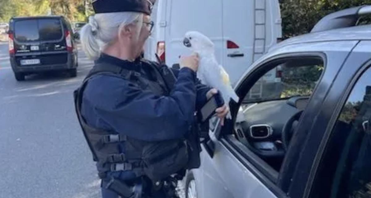 Lors d'un contrôle routier, les policiers font une découverte tropicale