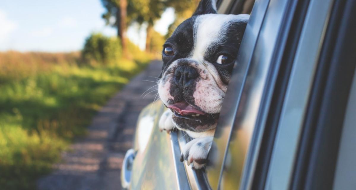 Elle veut libérer ses chiens de la voiture et atterrit en prison !