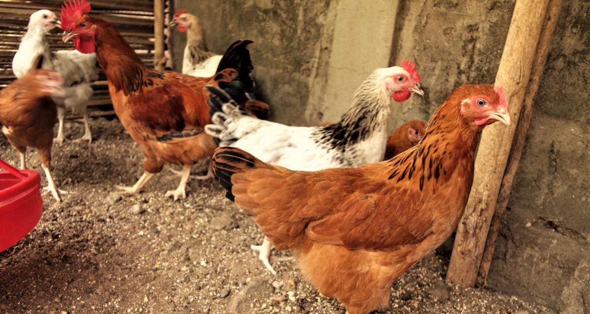 Un conducteur ivre interpellé ... avec un poulet comme passager !