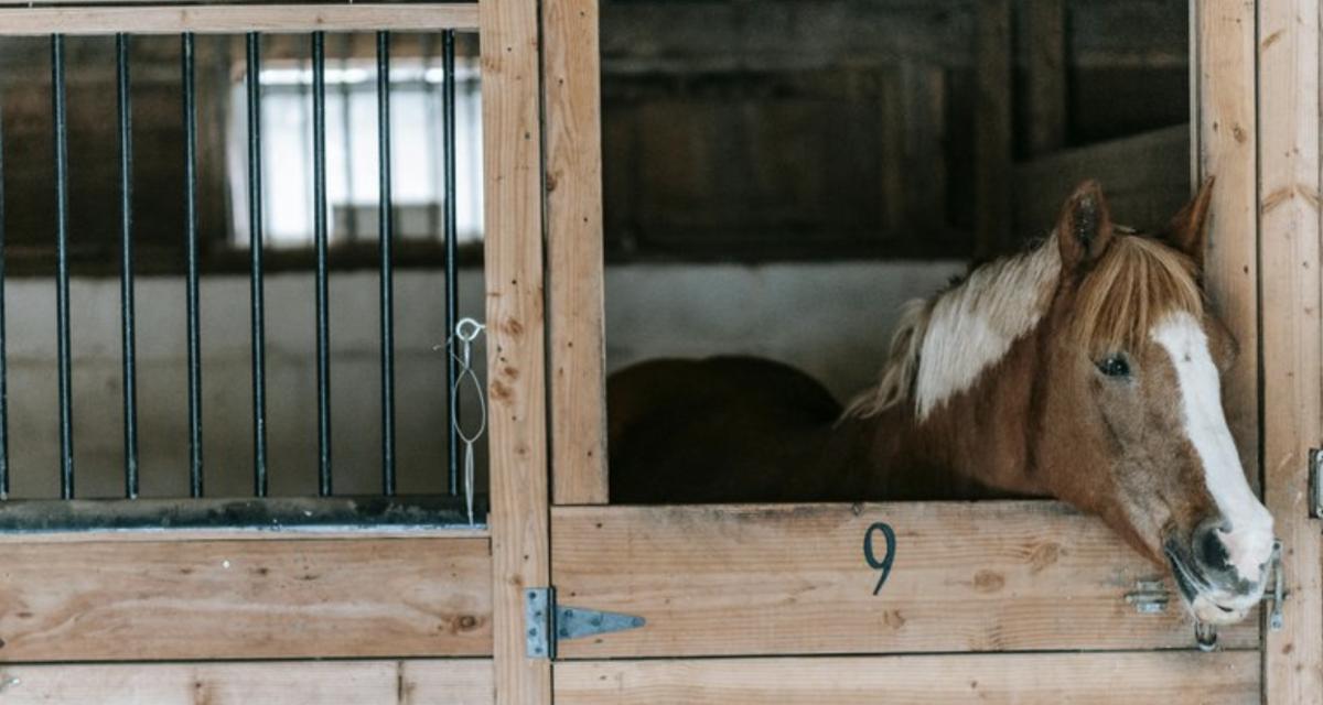 Quatre poneys obligés d'être euthanasiés après un accident avec une voiture