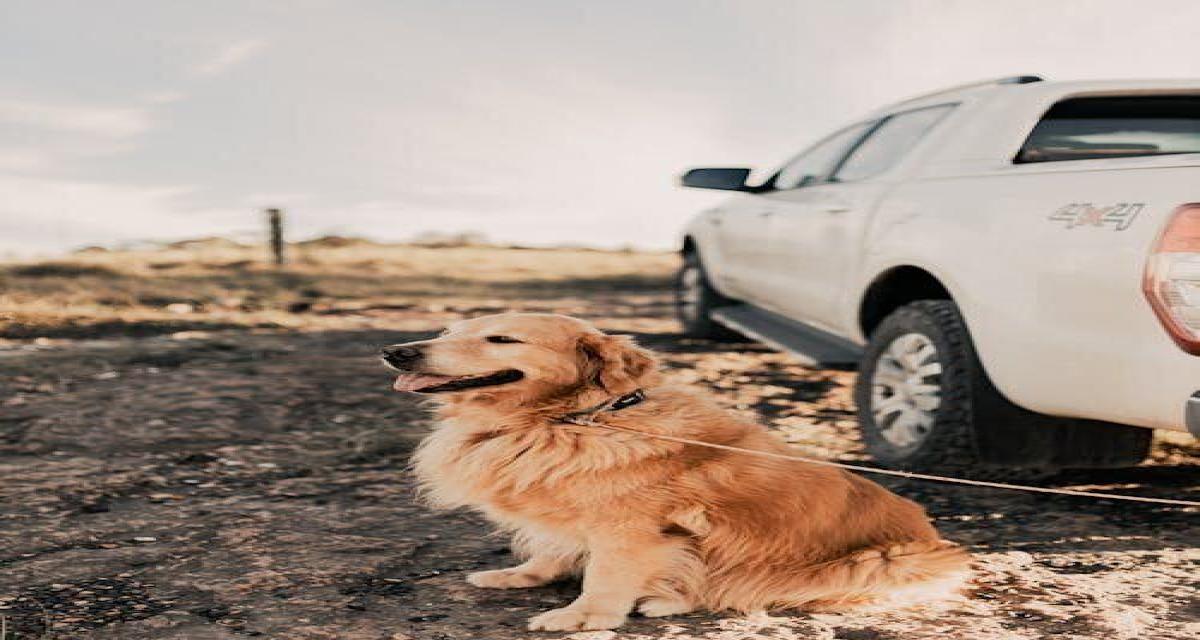 Accident tragique en pleine nuit : son chien veille sur lui pendant 24 heures jusqu'à l'arrivée des secours