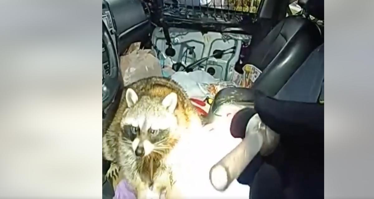 La police interpelle une conductrice et découvre... son raton laveur en train de fumer de la méthamphétamine