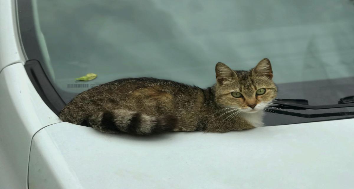 400 km sous une BMW, un chaton survit à un incroyable voyage et finit par avoir un nom