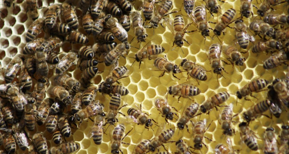 Un essaim d'abeilles recouvre une voiture, la famille panique