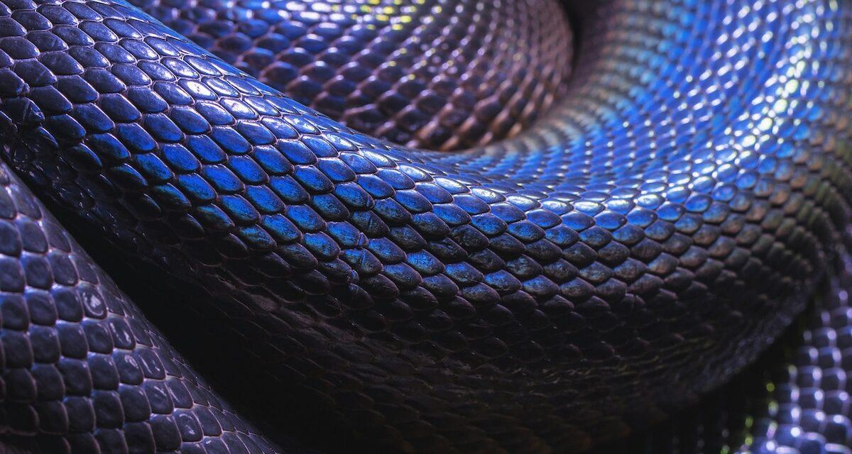 Surprise venimeuse : il découvre le serpent le plus long d'Europe caché dans le moteur de sa voiture