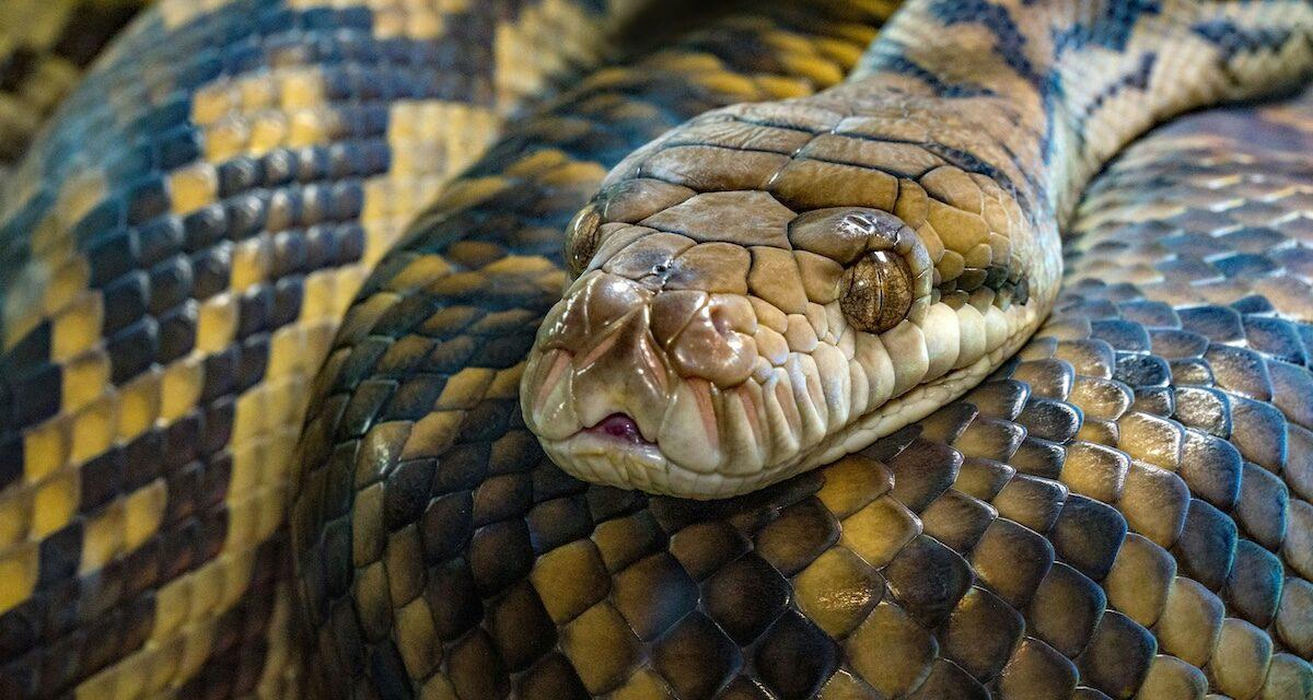 Périple d'un couple de retraités au volant : ils pensaient l'avoir semé... mais le serpent n'avait pas dit son dernier mot