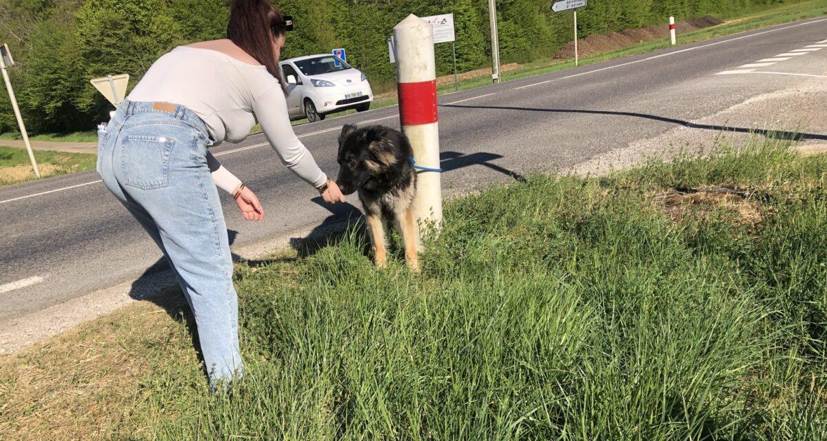Une Clio s'arrête brusquement sur une départementale : à bord, un chien... et un abandon en plein jour