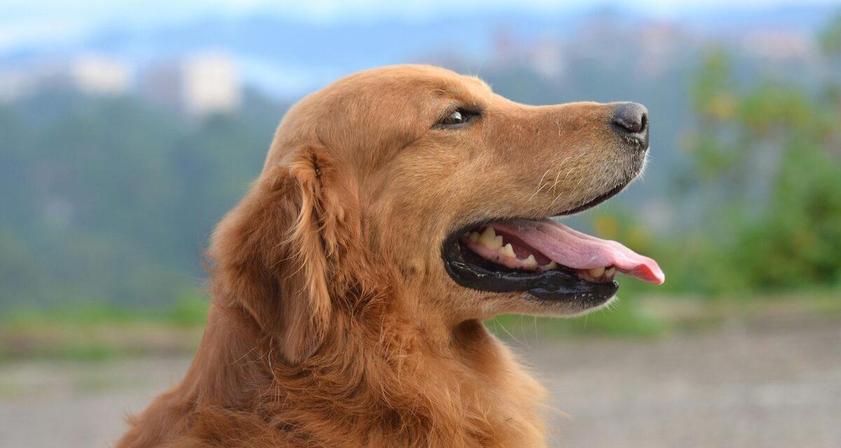 Un chien s'échappe d'un camping-car et sème la pagaille sur l'autoroute (vidéo)