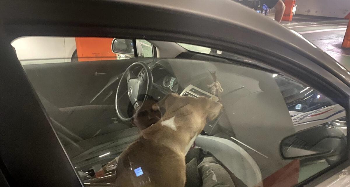 Une chienne et ses 7 chiots piégés dans une voiture surchauffée, sauvés in extremis grâce à l'intervention de la police