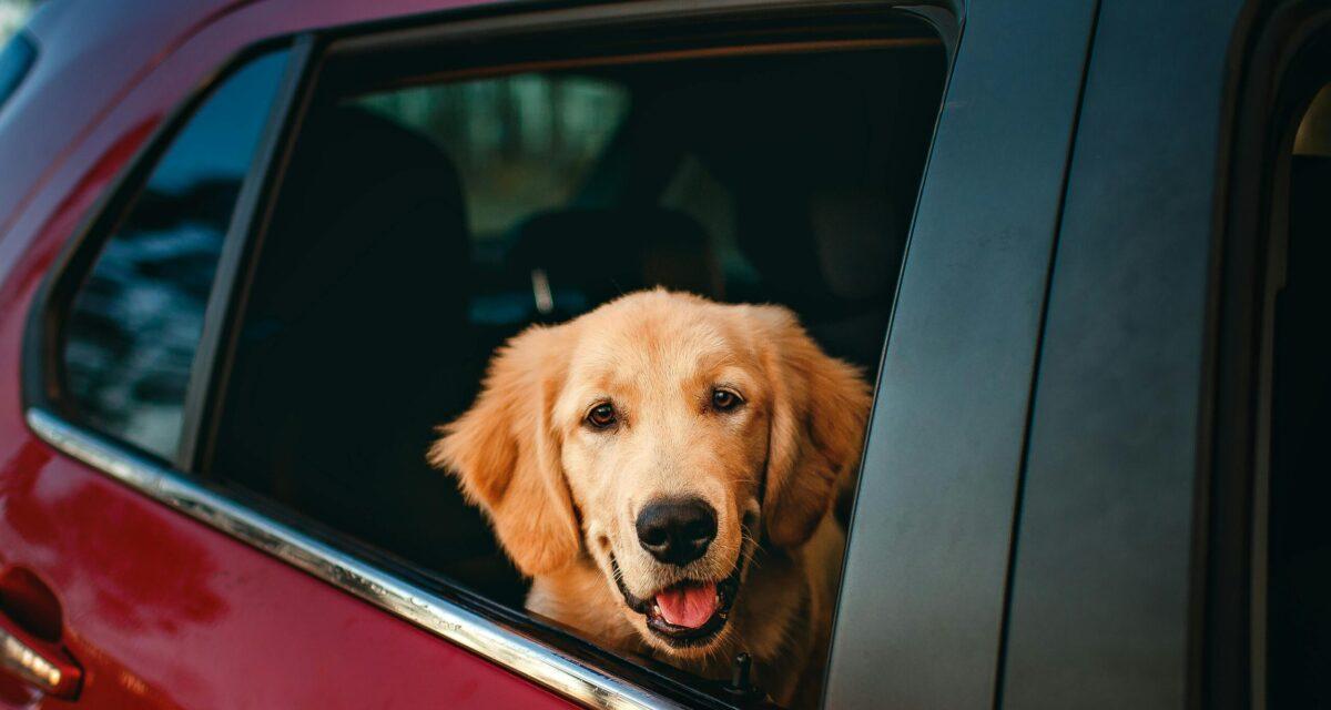 « Il allait mourir » : la police municipale sauve un chien de l'asphyxie, abandonné dans une voiture, à Metz