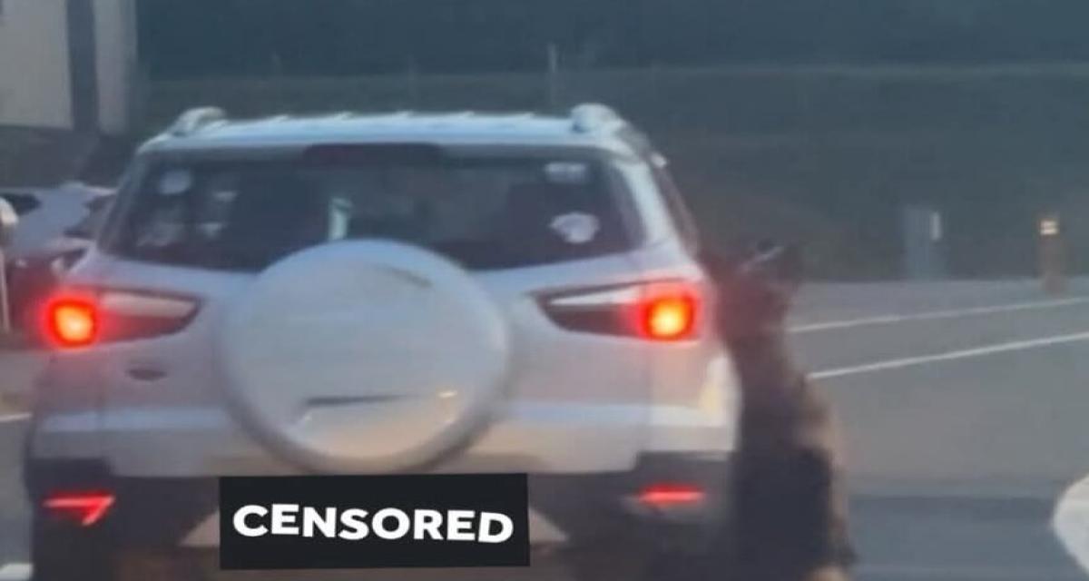 Une automobiliste filme un chien traîné par une voiture à vive allure : l'affaire vire à la chasse à l'homme