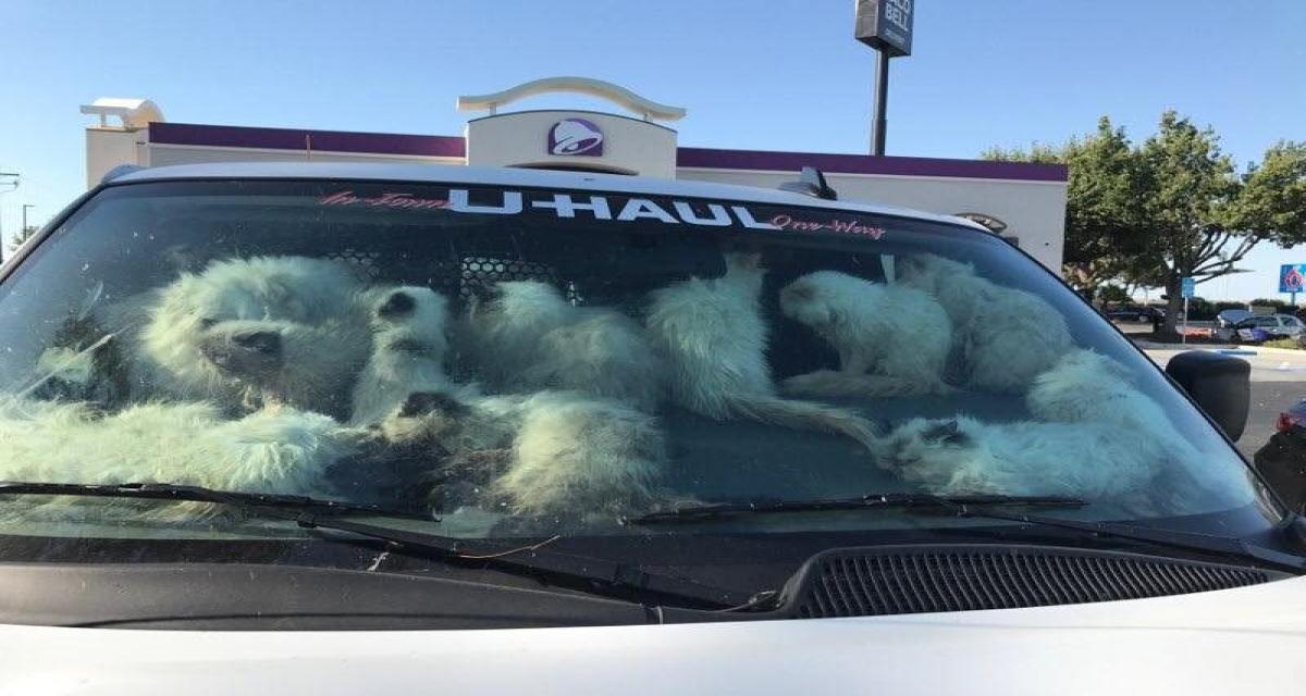 Découverte macabre dans une camionnette abandonnée : des dizaines de chats morts et 106 autres enfermés