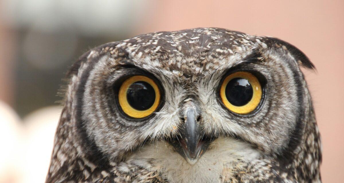 Ils démontent leur voiture... pour libérer un hibou coincé sous le capot !