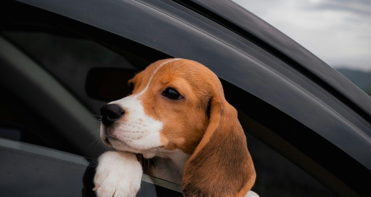 Partir en vacances avec son animal de compagnie : les règles à suivre selon les gendarmes