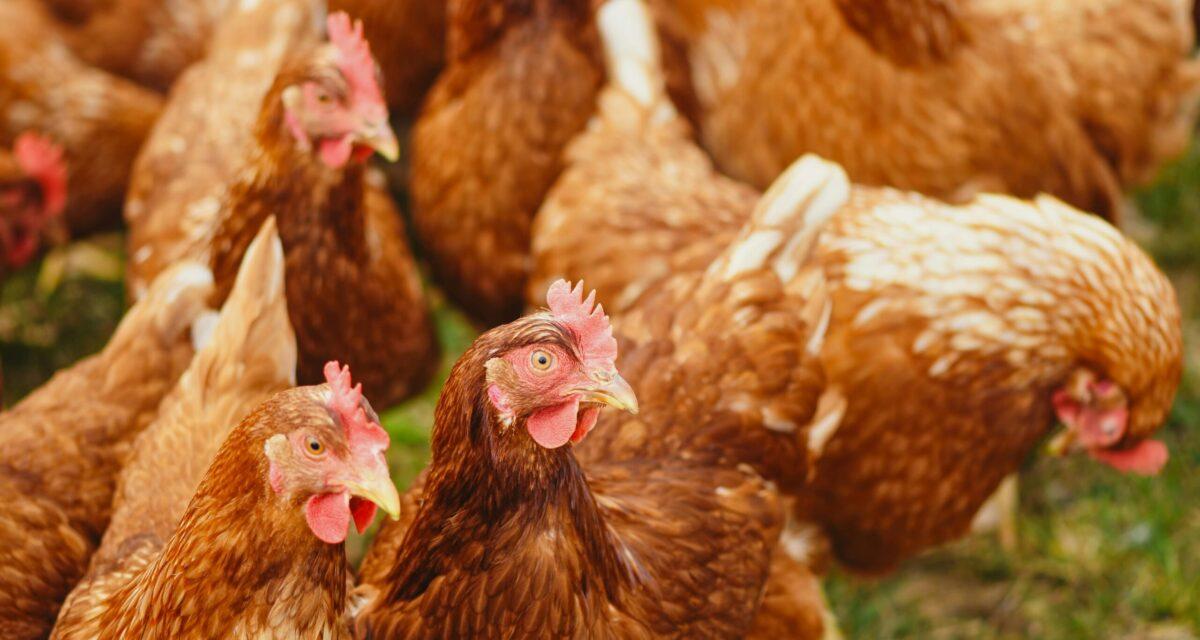 Un camion chargé de milliers de poulets dérape, des volailles en fuite dans la nuit !
