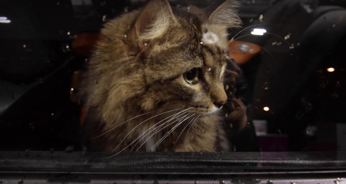 Un conducteur finit sa course dans un arbre et accuse... Son chat