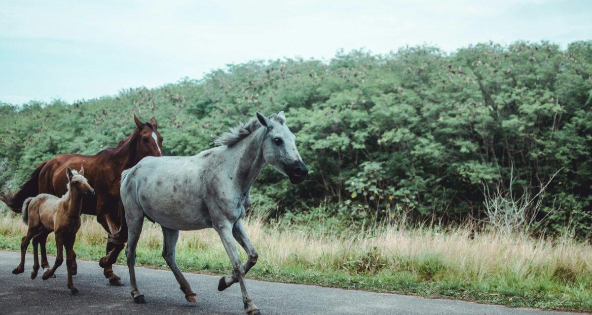 Un cheval s'échappe et percute une voiture : le conducteur s'en sort blessé au visage