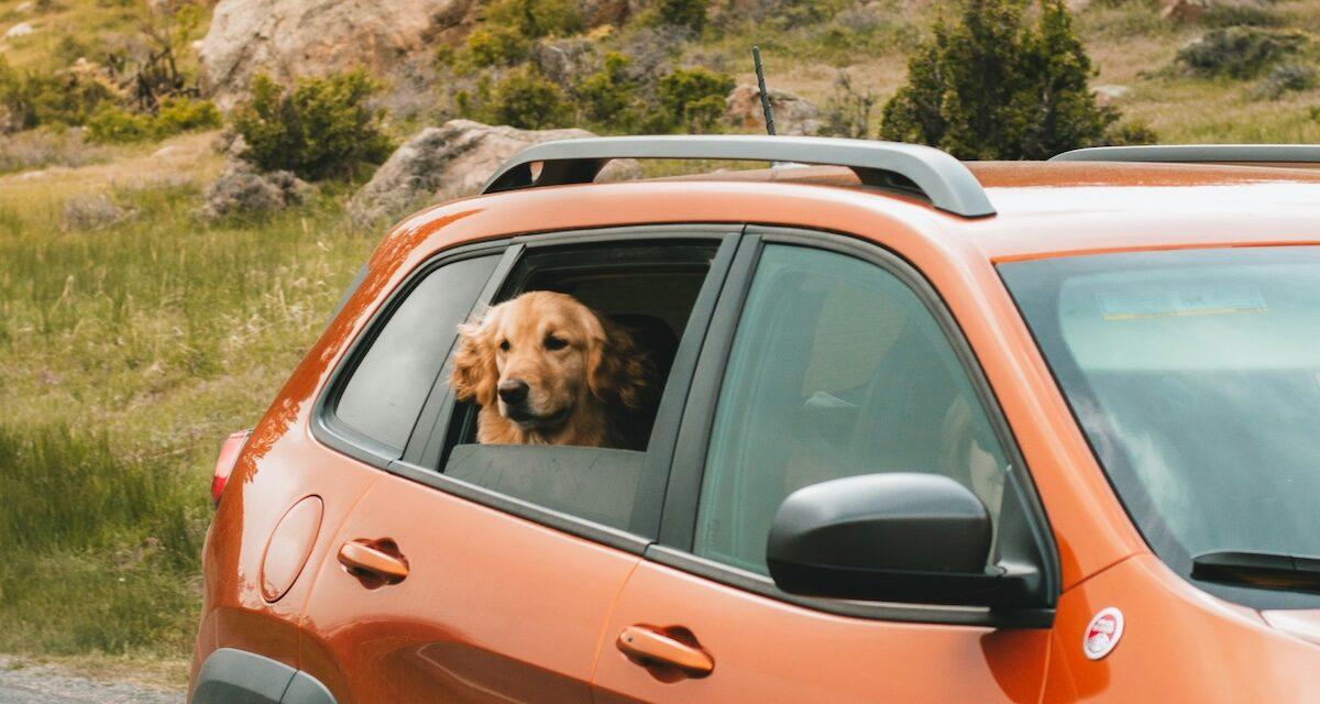 Causalité inattendue : propriétaires de voitures hybrides, voici comment votre chien peut vous coûter jusqu'à 8 000 ¬ de réparation