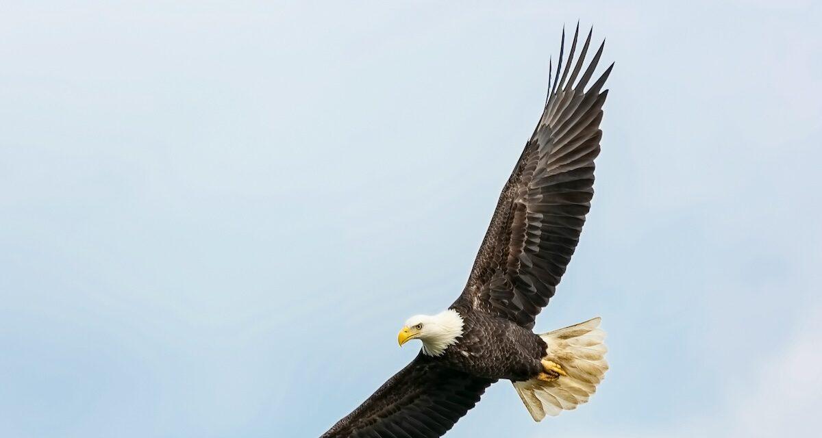Tentative de sauvetage sur l'autoroute : un automobiliste s'arrête pour aider un aigle royal... la suite va vous choquer !