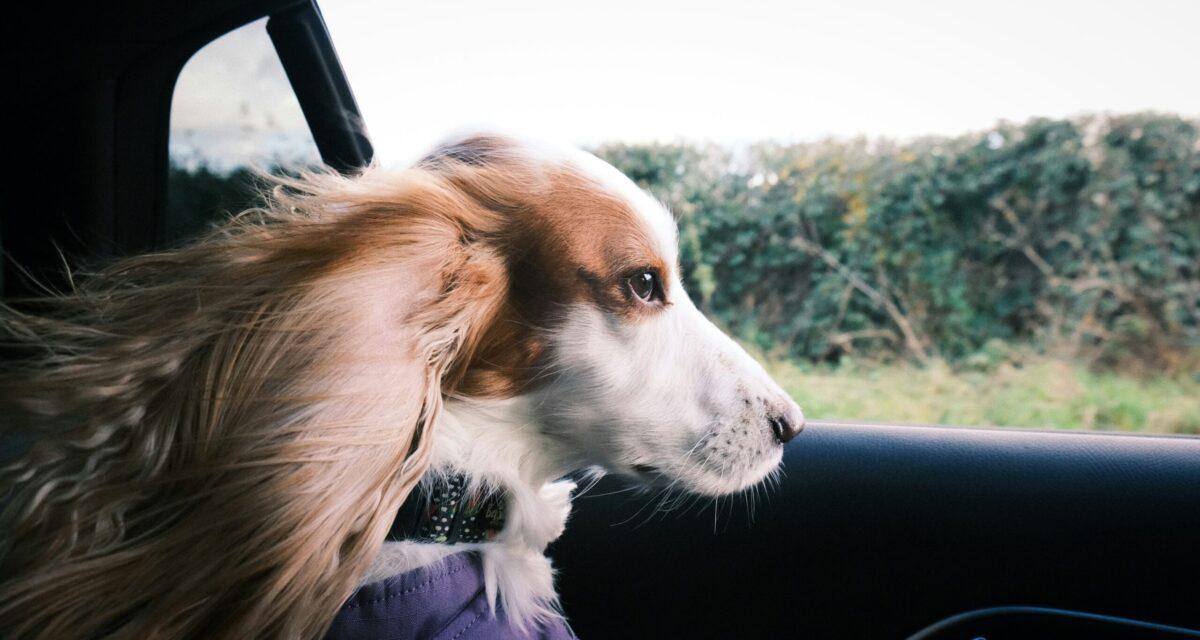 Incroyable : un chien corgi flashé à 185 km/h au volant d'une voiture
