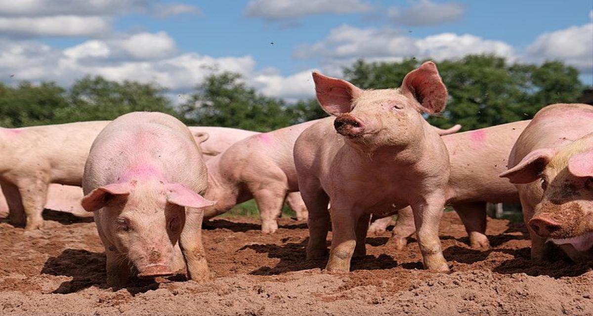 Un camion se renverse : des dizaines de cochons s'échappent sur la route au petit matin !