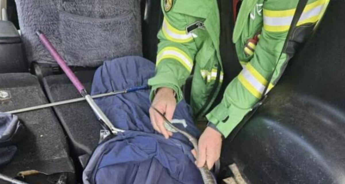 Au volant de sa voiture, il sent quelque chose à ses pieds... Un serpent venimeux surgit de nulle part