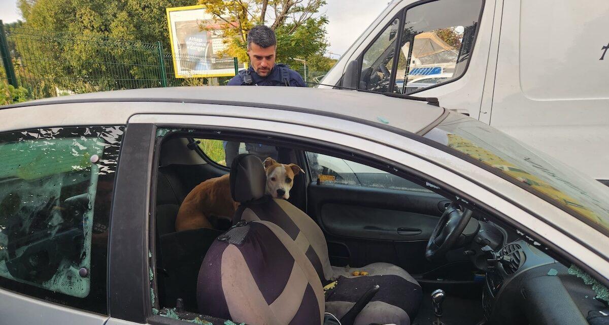 À Marseille, un chien survit miraculeusement après une semaine enfermé dans une Peugeot 206