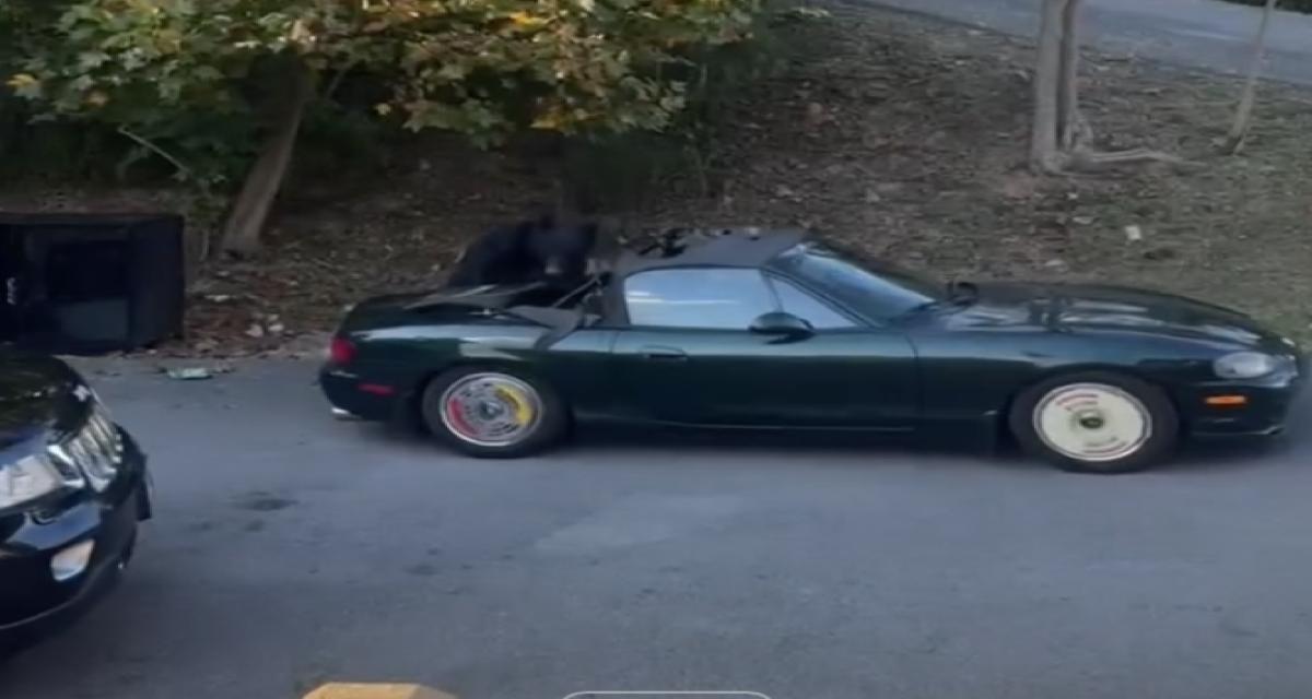 Un ours arrache le capot d'une Mazda sous l'oeil de son propriétaire et s'enfuit tranquillement