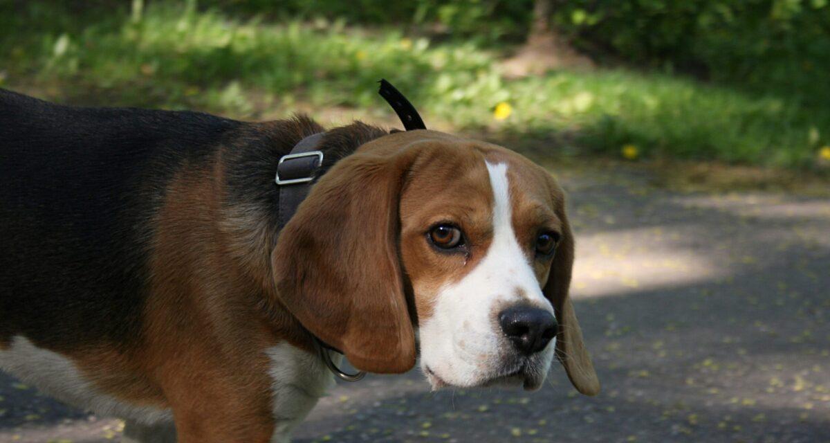 Il promène son chien sans descendre de sa voiture, à 2 km/h : sa balade finit au poste, son permis retiré