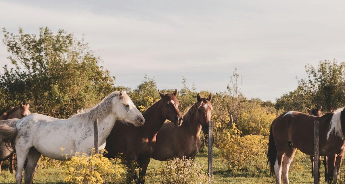 Un embouteillage insolite : des poneys immobilisent les automobilistes et prennent le volant... enfin, presque ! (vidéo)