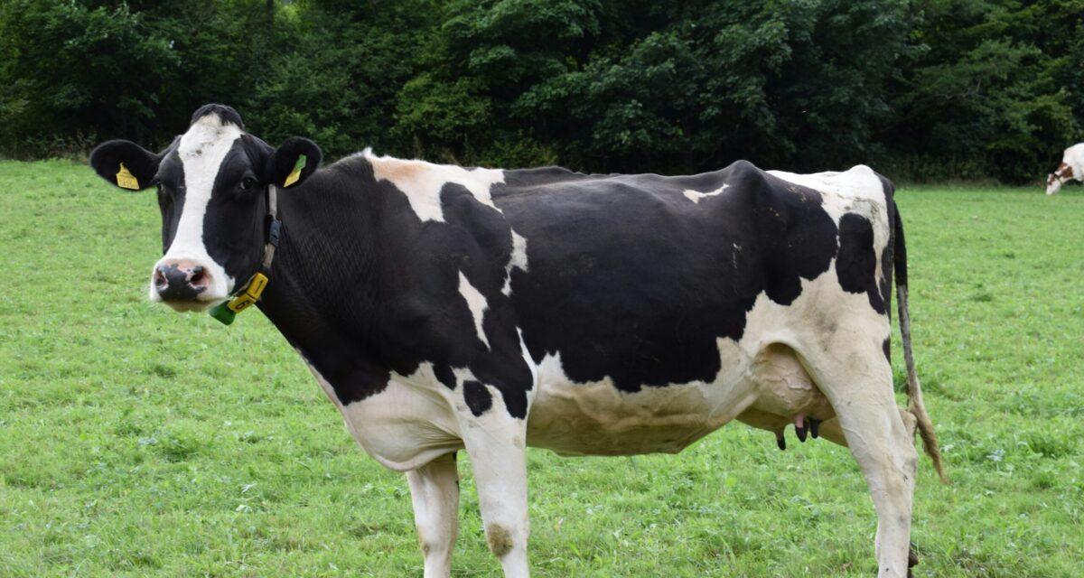 Il fête la naissance de son enfant, prend la fuite ivre au volant... et percute une vache dans un champ, en pleine cavale