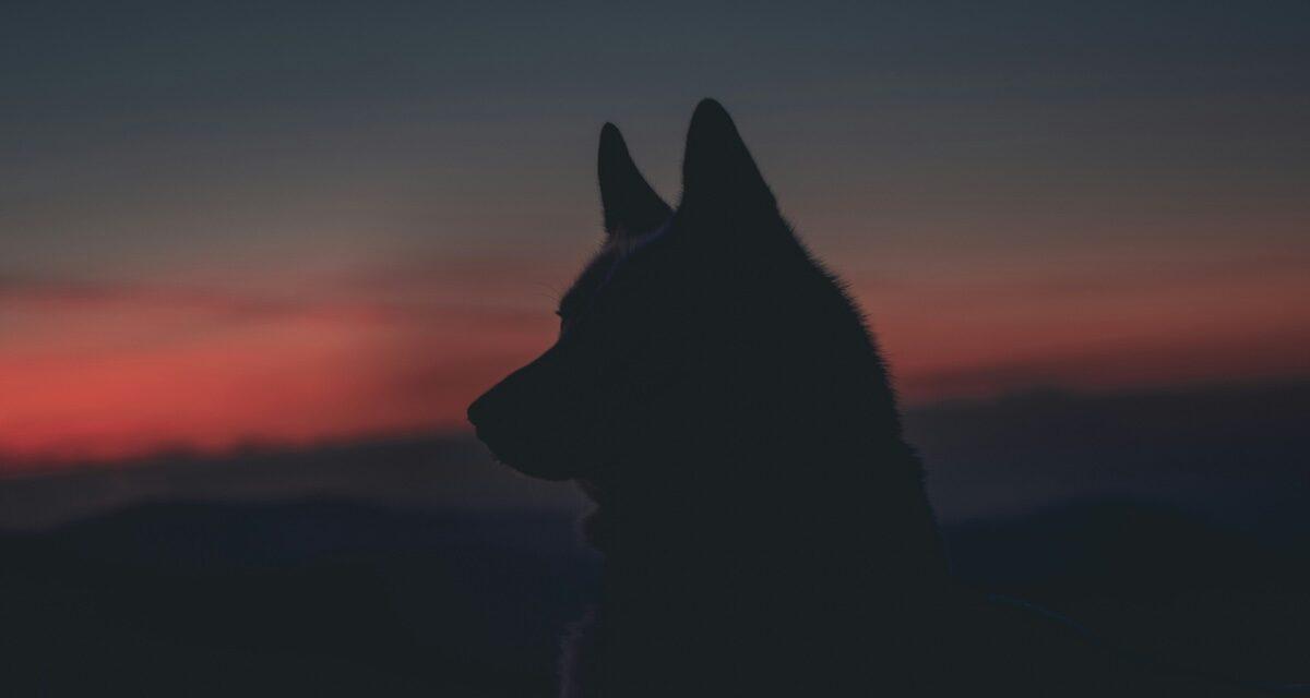 Les gendarmes escortent un loup sur la route : l'identité réelle de l'animal a de quoi intriguer (vidéo)