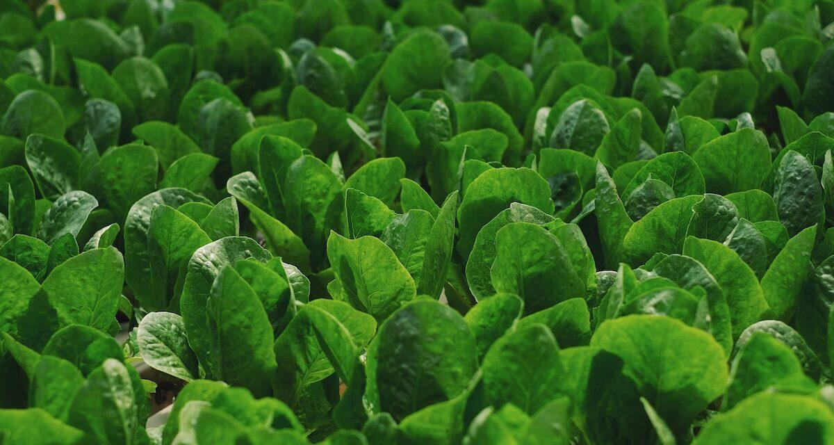 Quand les salades obstruent la route : cette autoroute française transformée en potager géant !