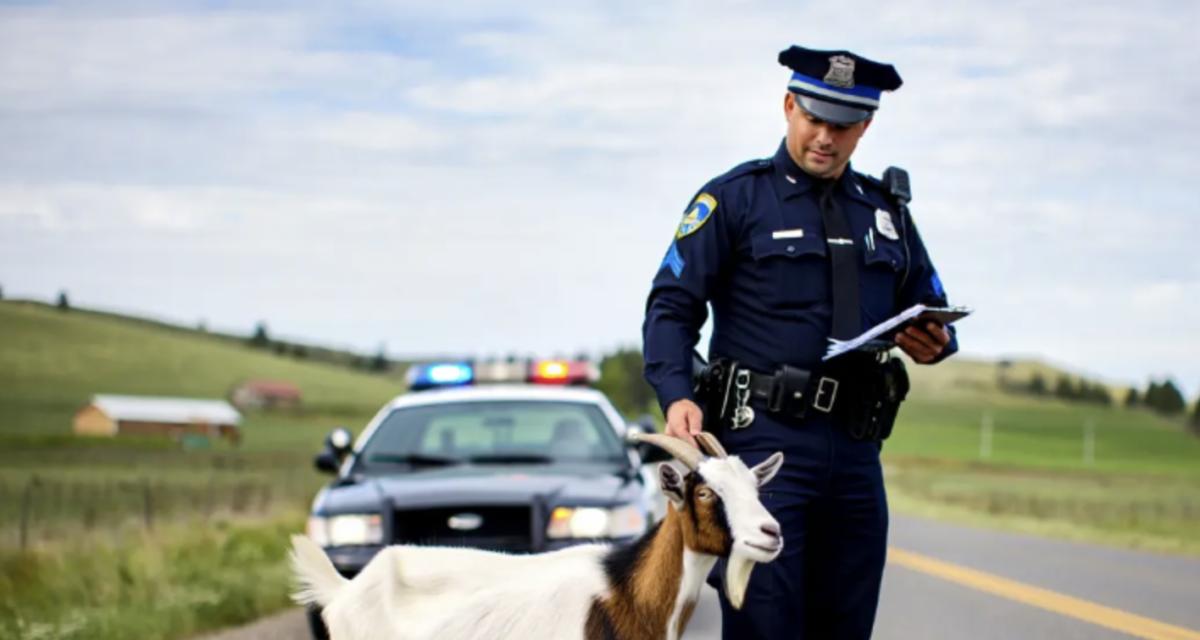 Une chèvre en cavale arrêtée par la police et embarquée