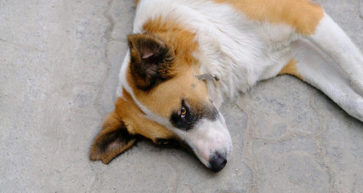 Il balance son chien par la fenêtre de sa voiture en pleine route : l'animal sauvé à temps par un témoin