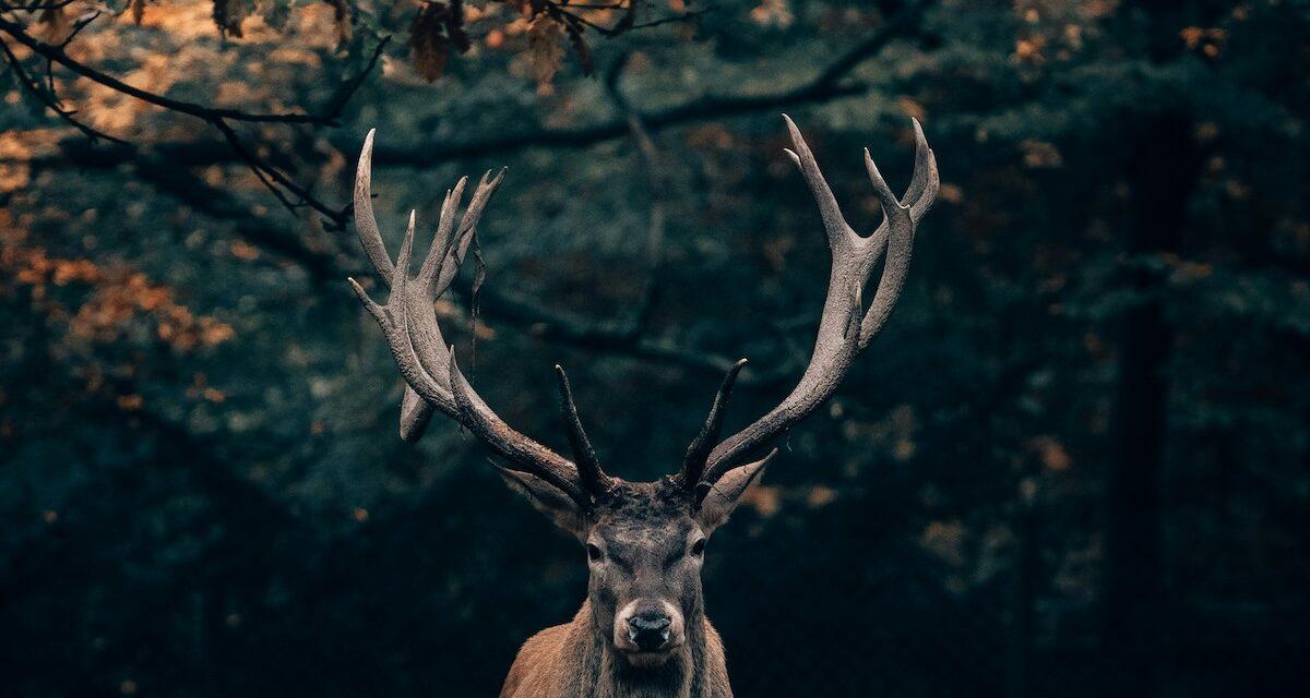Noël sans magie : pas de traîneau, un cerf se déchaîne sur des voitures et transforme la fête en panique géante