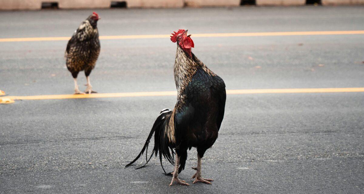 Endormi au volant, il renverse son camion : des milliers de poulets envahissent l'A26