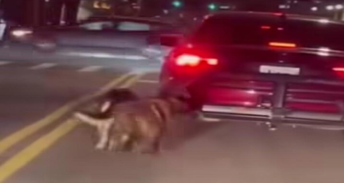 Il roule en pleine circulation avec ses chiens attachés au coffre : il a peur qu'ils fassent leurs besoins dans sa voiture