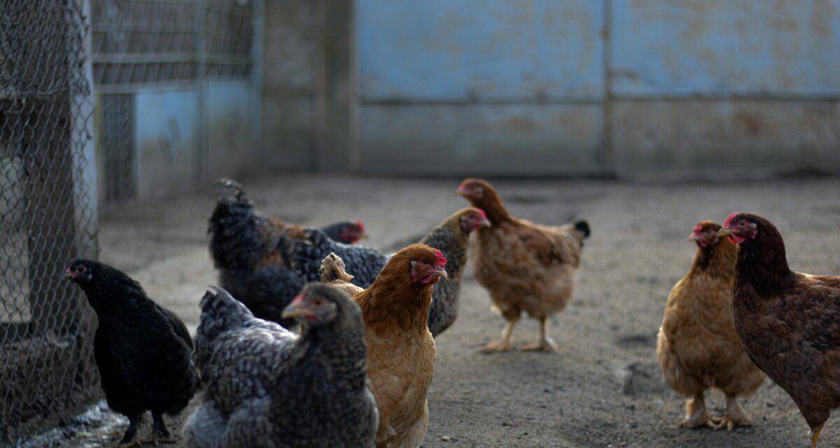 Contrôle routier : ivre et sans permis, il panique, fuit et se cache dans un poulailler pour éviter les gendarmes