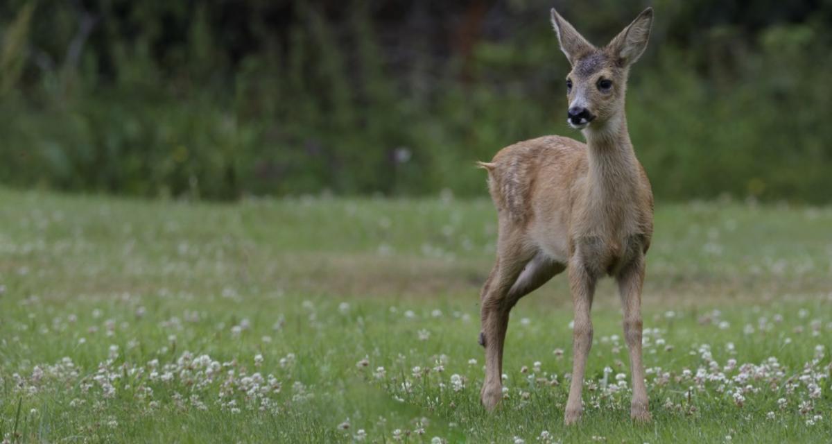 Les pneus de la voiture d'un chasseur crevés par un bois de chevreuil en pleine campagne