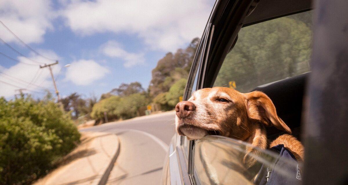 Voici pourquoi il ne faut jamais laisser votre animal seul en voiture, même en hiver