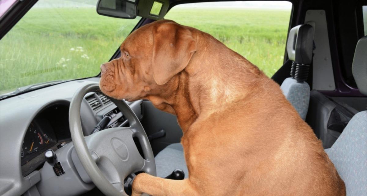 Flashé avec son chien sur les genoux : la photo de leur câlin lui vaut très cher