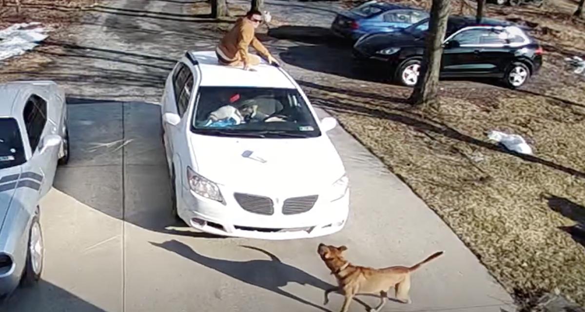 Pris de panique à la vue d'un chien lors d'une livraison, il bondit sur le toit d'une voiture en pleine course