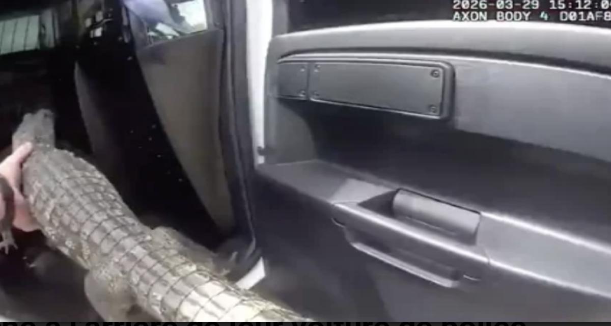 Des policiers découvrent un alligator dans une voiture... Un protocole strict à suivre
